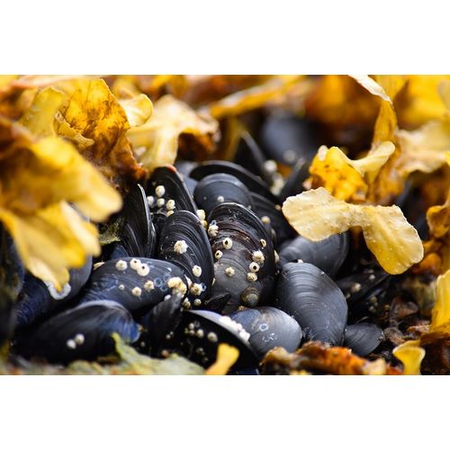 Alaska-Ketchikan-mussels on beach with barnacles